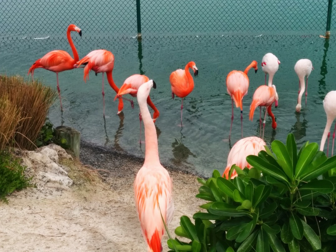 Several bright pink flamingos stand and wade in water near a shore with lush green foliage, adding a touch of exotic elegance reminiscent of luxury real estate branding, with a chain-link fence subtly in the background.