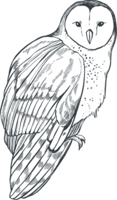 Illustration of a perched barn owl, showing its side profile with detailed lines depicting feathers and facial features. The owl has a heart-shaped face and speckled chest.
