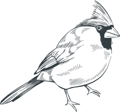 An illustration of a bird, likely a cardinal, with detailed lines. The bird is standing on the ground, facing right. It has a distinctive crest on its head.