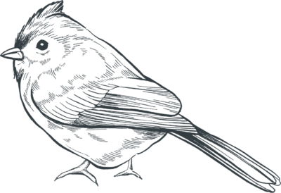 A detailed black and white line drawing of a small bird with a crest on its head, facing left.