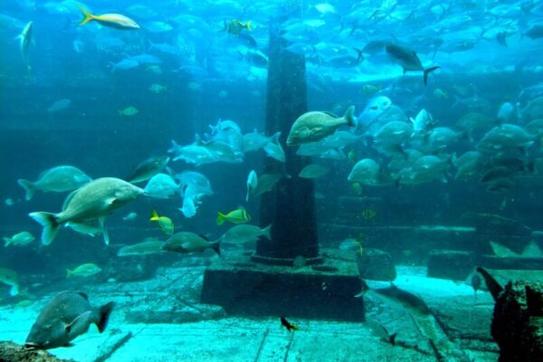 Underwater scene of a shipwreck with various fish swimming around, including large and small fish of different species. The water appears blue and clear with visible details of the shipwreck structure.