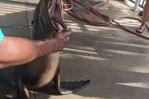A person holds open the mouth of a sea lion, which is sitting on concrete. Other people and a hose are visible in the background.