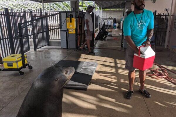 A person in a blue t-shirt holds a red cooler while a sea lion looks on in an enclosed area with metal fencing. Another person works in the background.